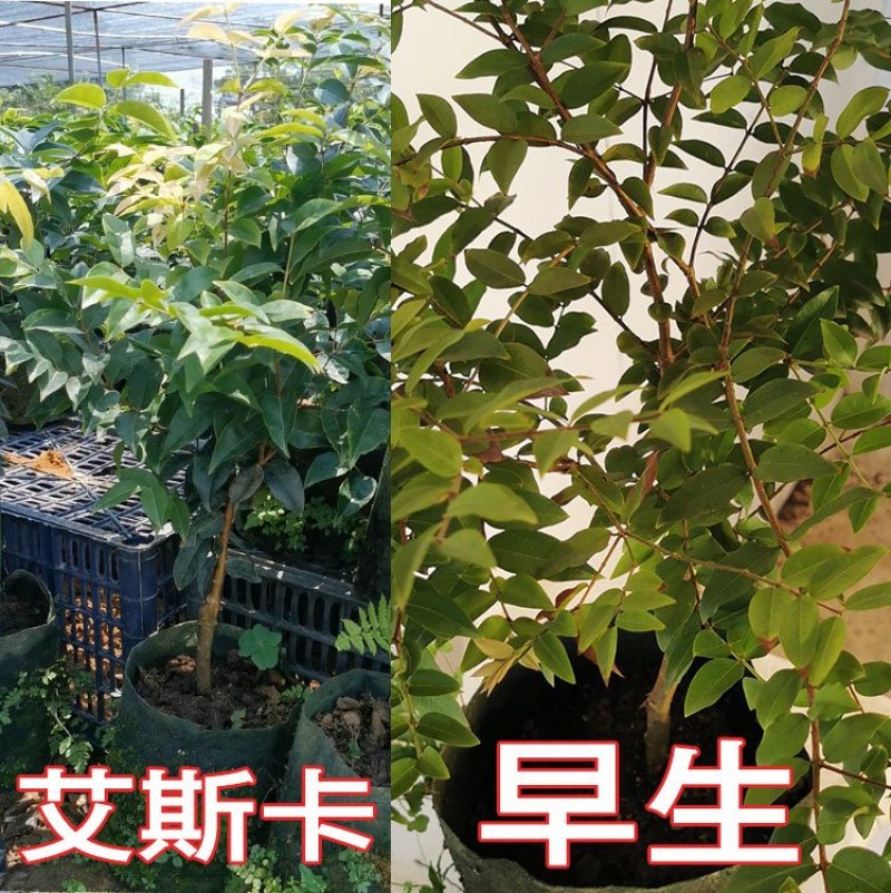 嘉宝果树苗艾斯卡嘉宝果苗沙巴四季早生3年苗嘉宝果结果树