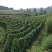 农家自种山药商品山药牛尾山药欢迎老板们来电订购