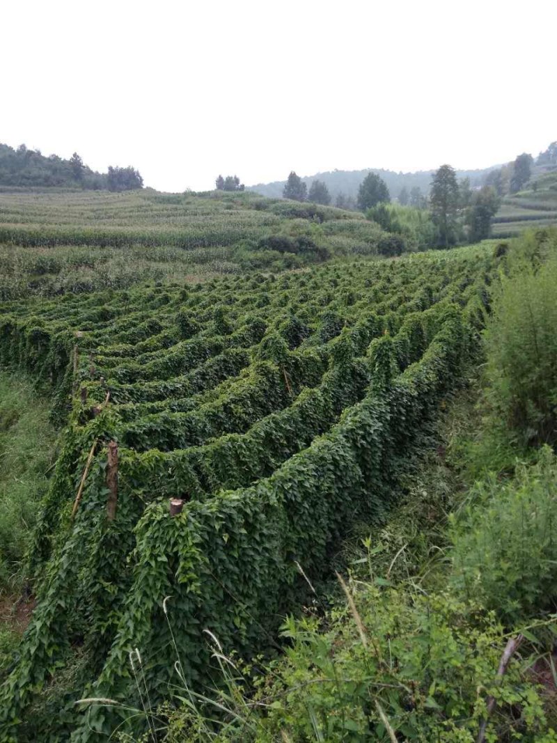 农家自种山药商品山药牛尾山药欢迎老板们来电订购