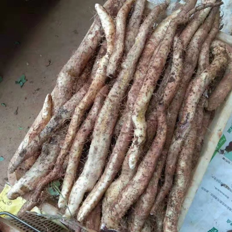 农家自种山药商品山药牛尾山药欢迎老板们来电订购