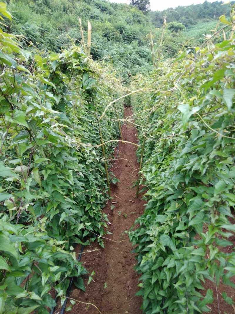 农家自种山药商品山药牛尾山药欢迎老板们来电订购