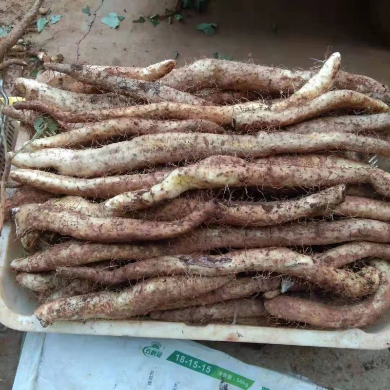 农家自种山药商品山药牛尾山药欢迎老板们来电订购