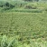 农家自种山药商品山药牛尾山药欢迎老板们来电订购