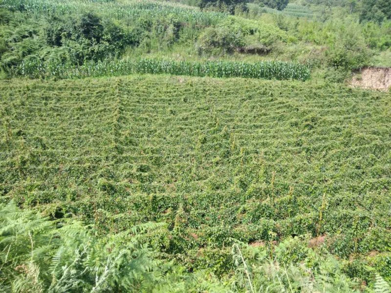 农家自种山药商品山药牛尾山药欢迎老板们来电订购