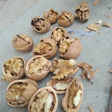核桃，辽一