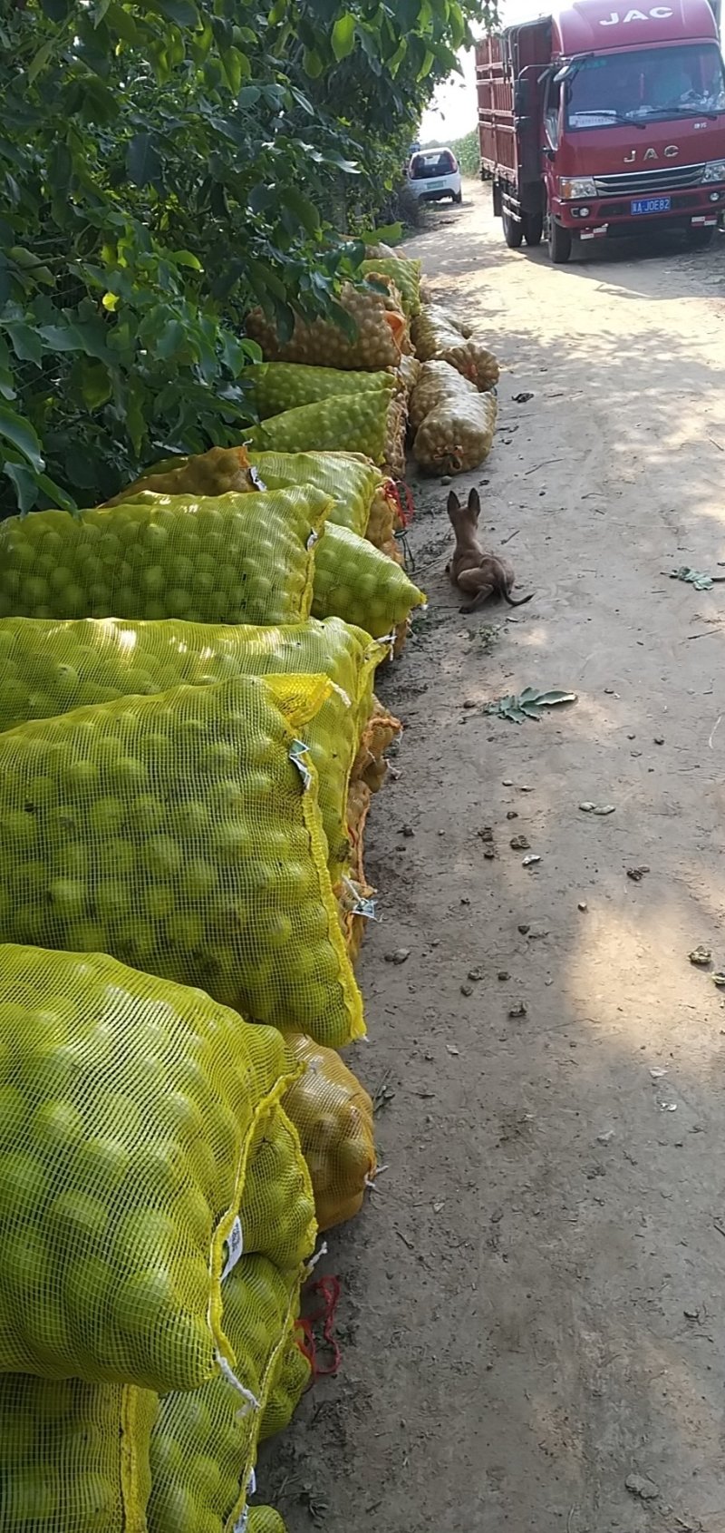 核桃，辽一