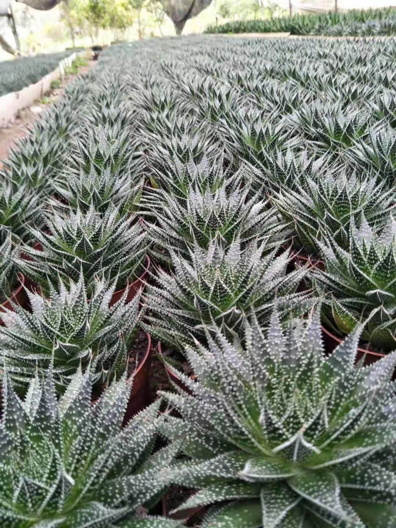【多肉植物】波露带盆盆景整箱批发基地直发欢迎下单
