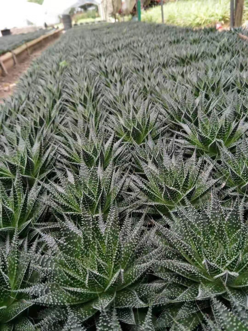 【多肉植物】波露带盆盆景整箱批发基地直发欢迎下单