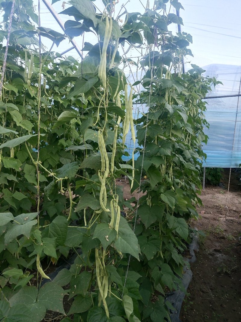 喀喇沁旗十家满族乡十家村冷棚豆角有泰国豆，白条豆角两种