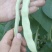 喀喇沁旗十家满族乡十家村冷棚豆角有泰国豆，白条豆角两种