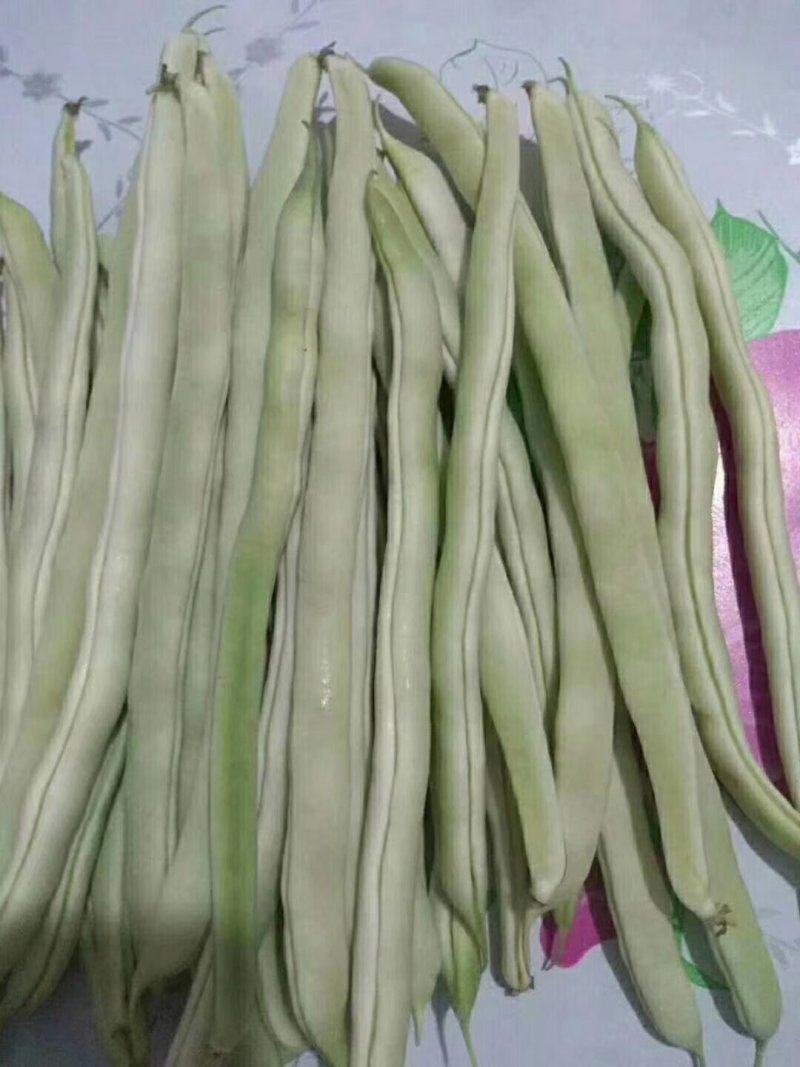 喀喇沁旗十家满族乡十家村冷棚豆角有泰国豆，白条豆角两种