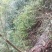 广西桂林市灵川县大境瑶山海拨一千岩石的野生石斛