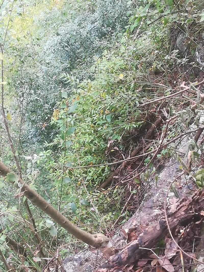 广西桂林市灵川县大境瑶山海拨一千岩石的野生石斛