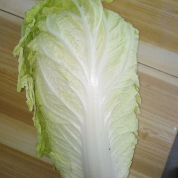 义和秋黄心大白菜
