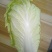 义和秋黄心大白菜