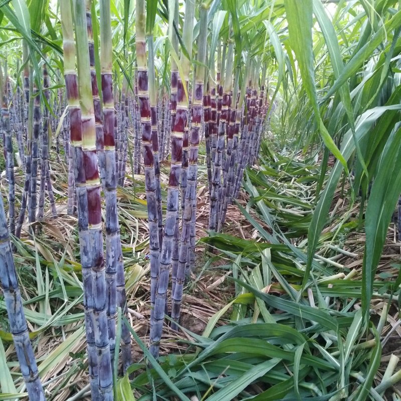 黑皮甘蔗上市中自家种植，支持线下交易