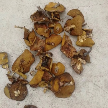 食用菌干货