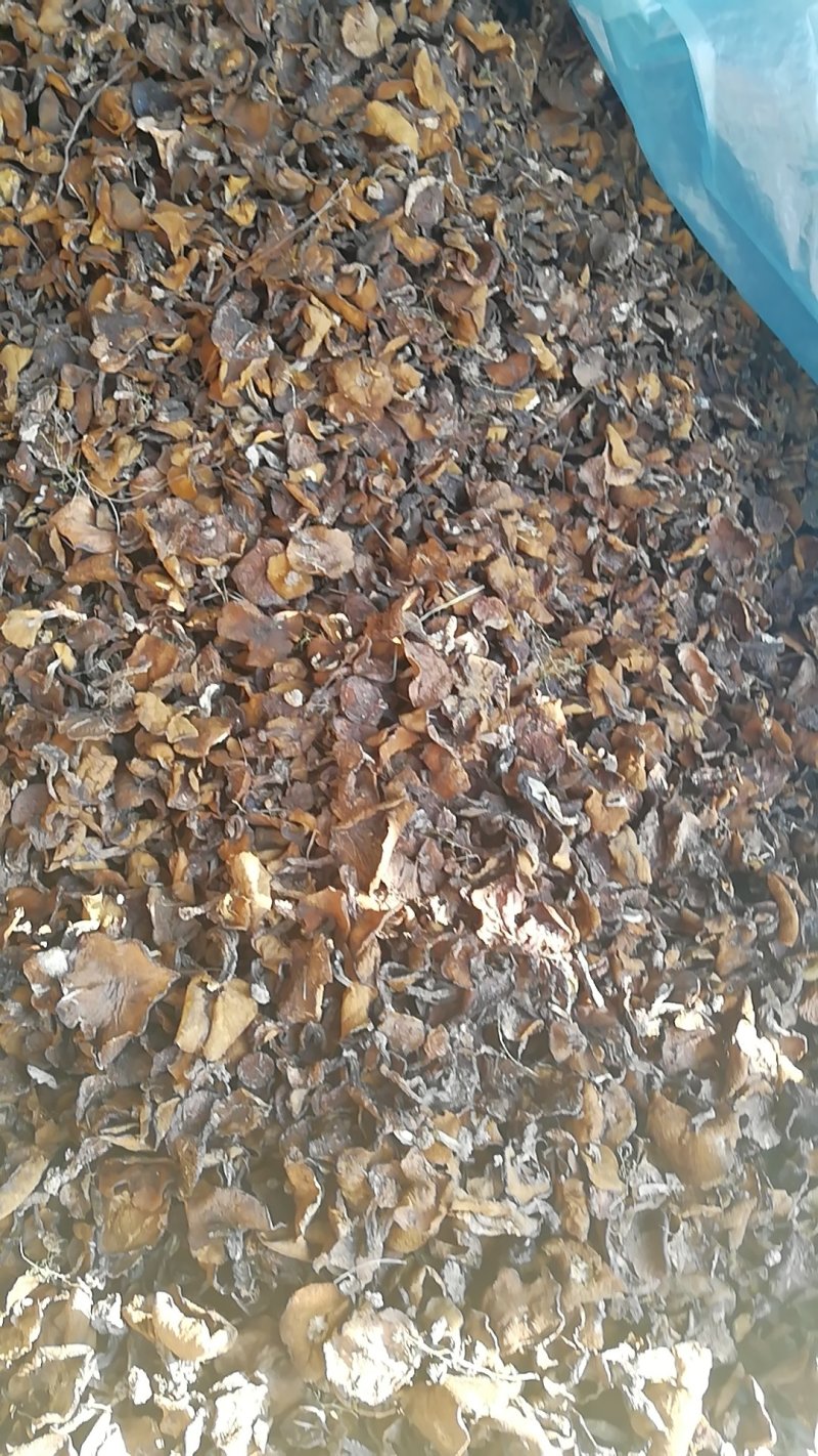 食用菌干货