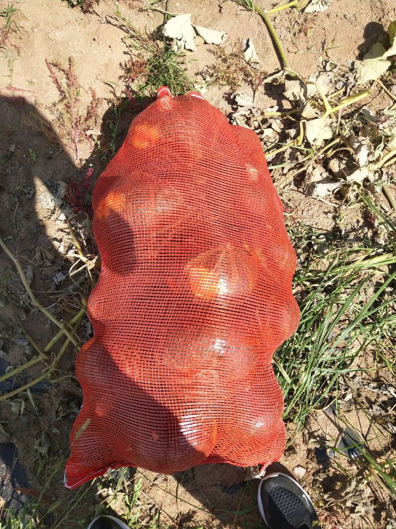 南瓜大漠南瓜板栗南瓜产地直发质量保证。专业工人挑选质量好