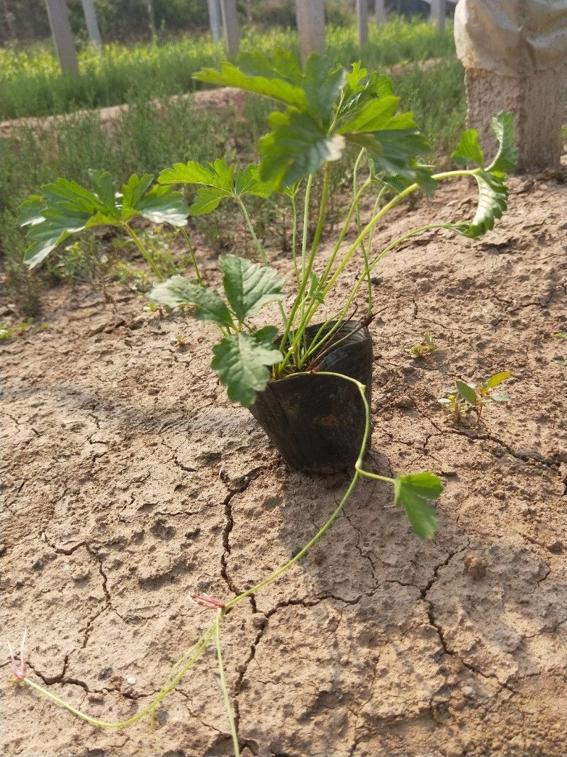 三叶委陵菜委陵菜盆栽三张叶绿化苗木露天杯苗