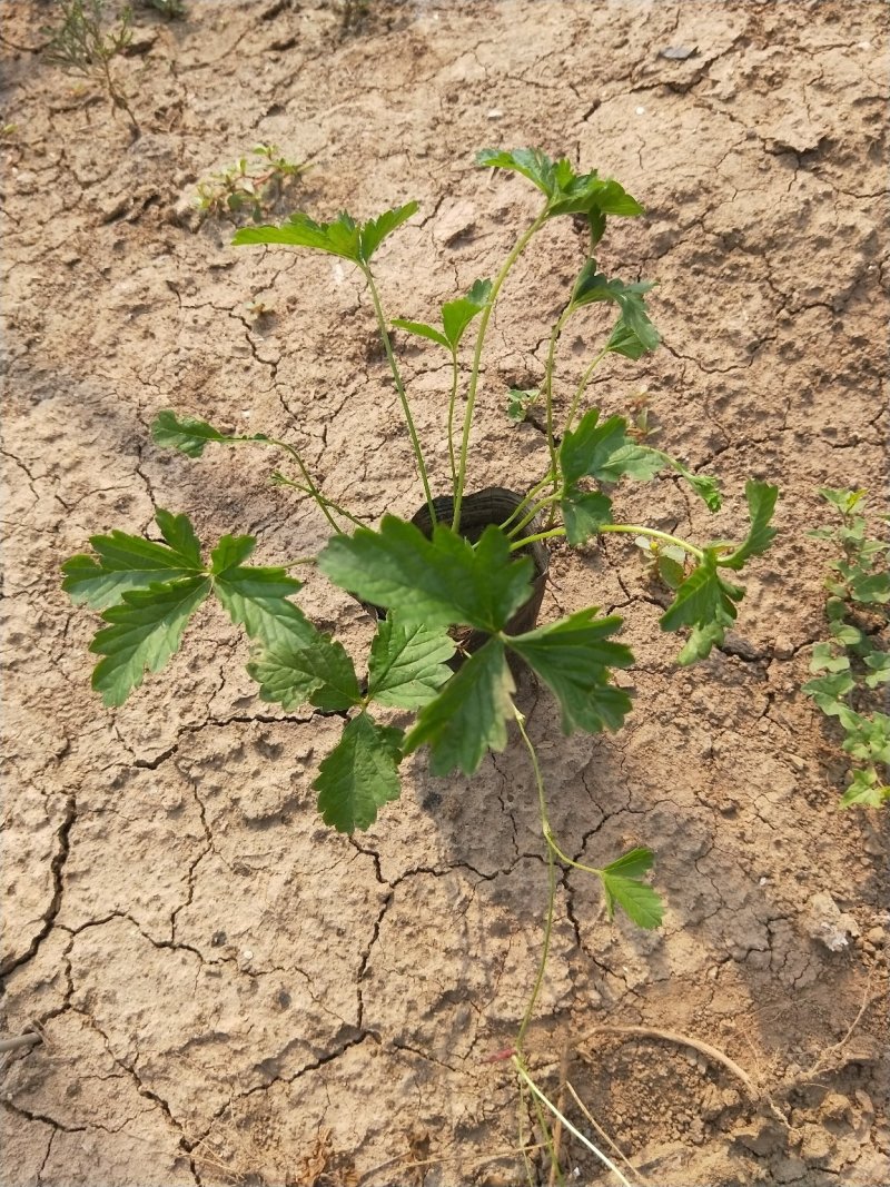 三叶委陵菜委陵菜盆栽三张叶绿化苗木露天杯苗