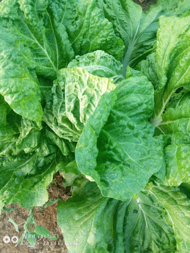 夏宝白菜