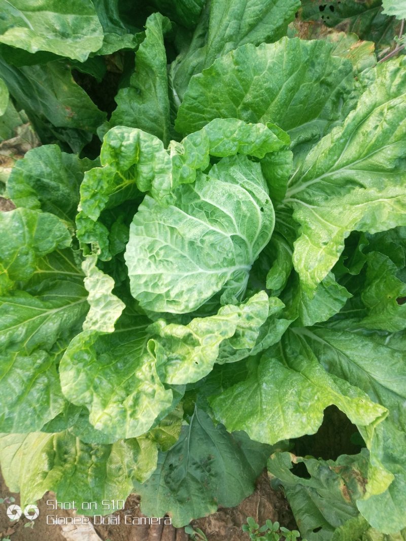 夏宝白菜