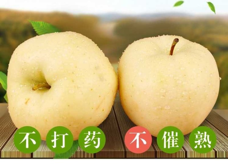 金黄金黄桃黄金脆新世纪黄桃6－9月份，实力代办