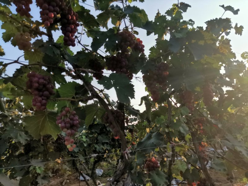 套袋巨峰葡萄一元起