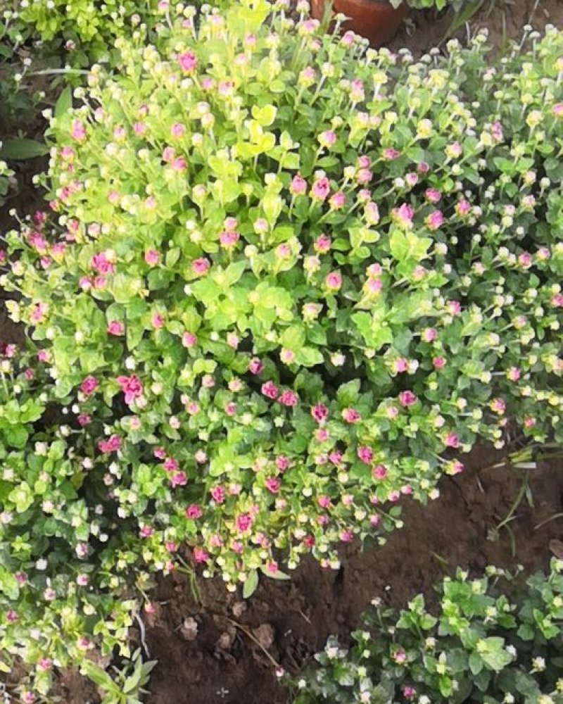 国庆菊，九头菊，各类艺菊造型