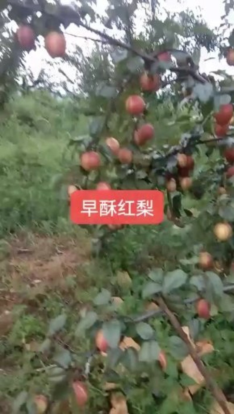 最美红梨