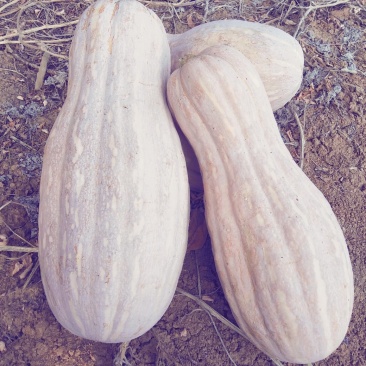 优质自然黄精品密本南瓜，价格美丽