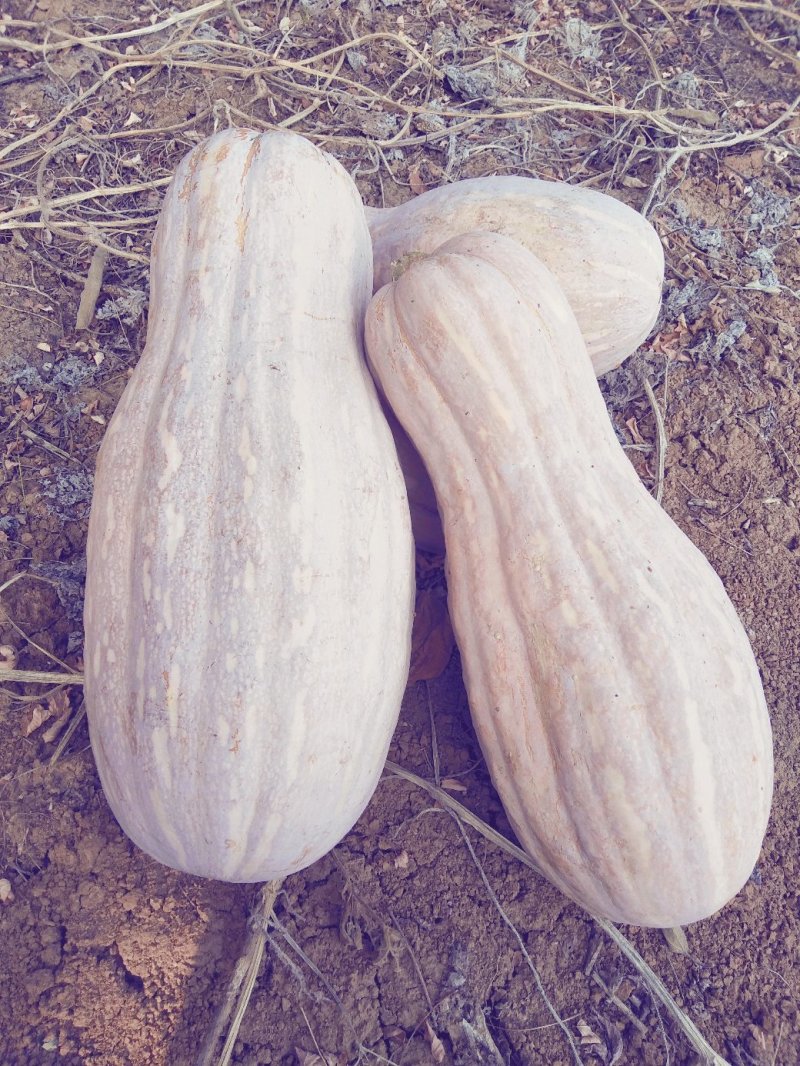 优质自然黄精品密本南瓜，价格美丽