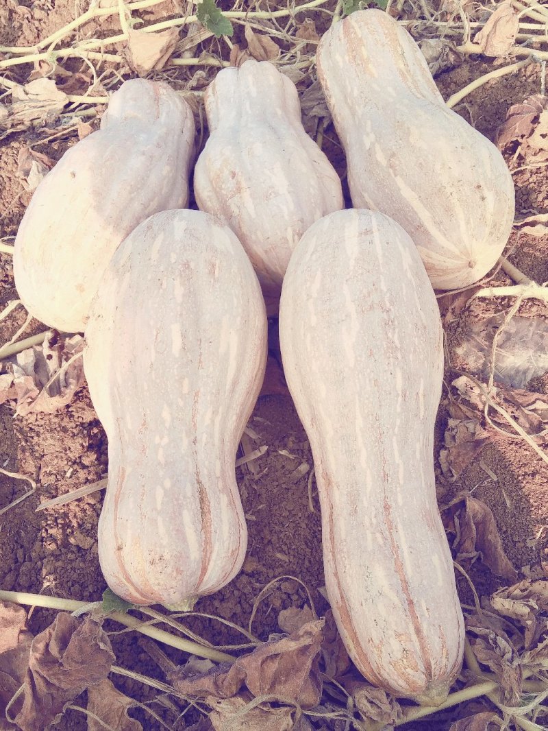 优质自然黄精品密本南瓜，价格美丽
