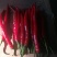青椒，红椒，质量优质