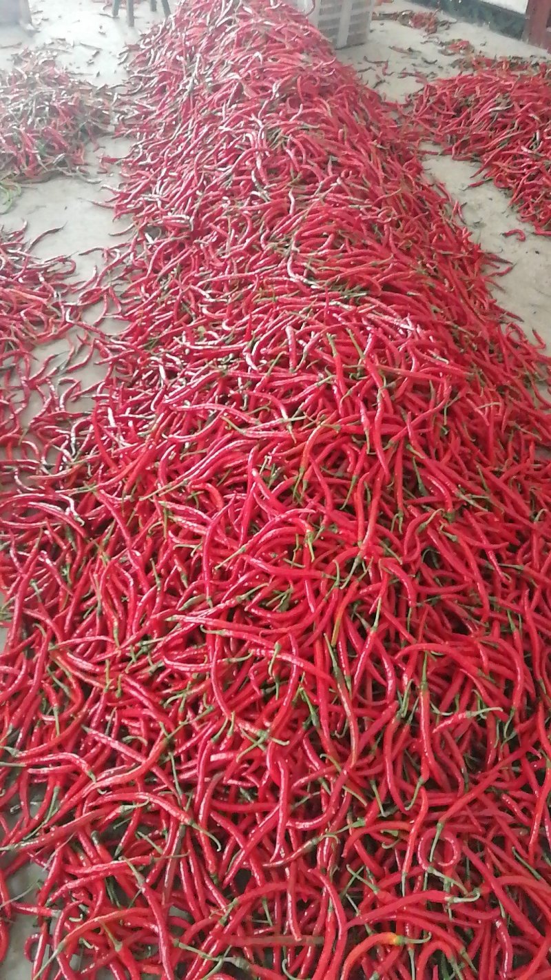 青椒，红椒，质量优质