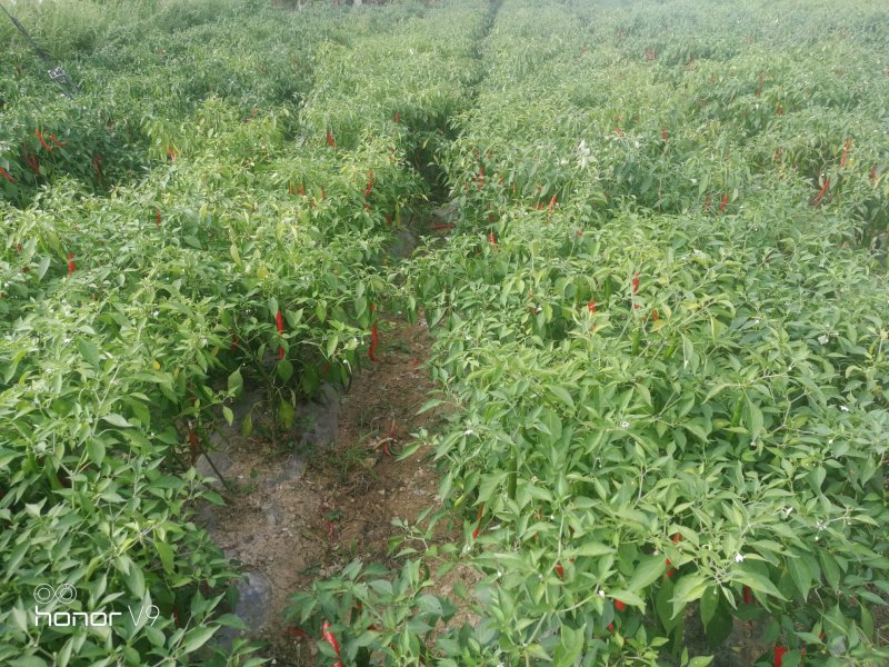 青椒，红椒，质量优质