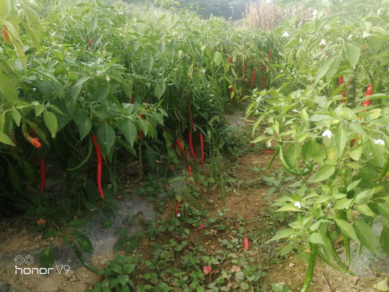 青椒，红椒，质量优质