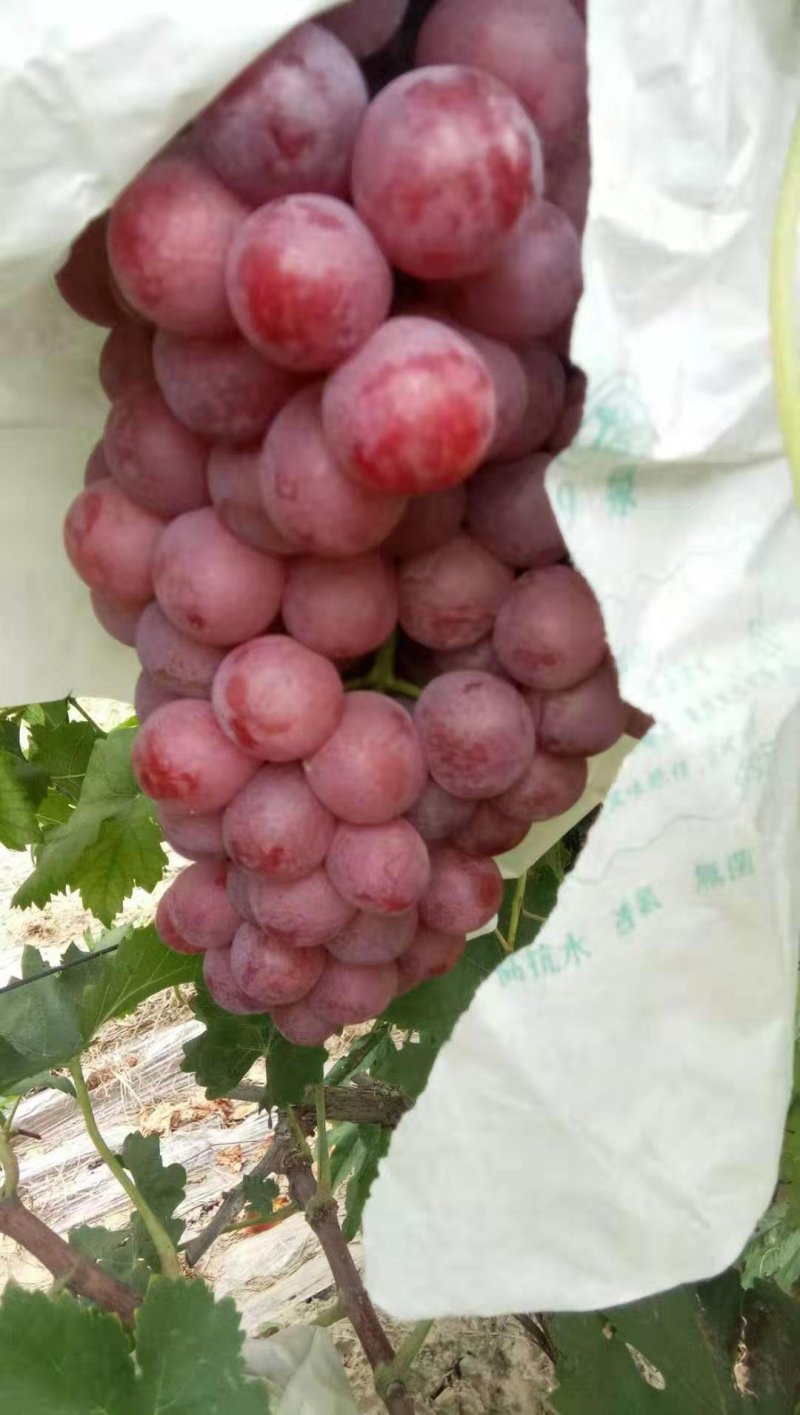 陕西精品红提葡萄基地，精品红提葡萄产地批发