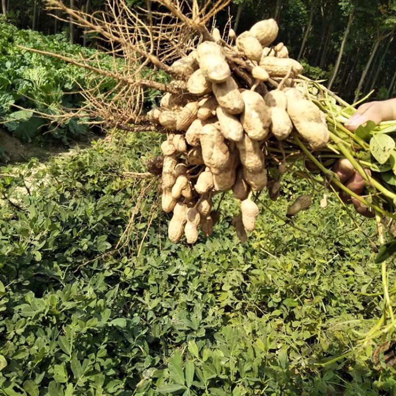 鲜花生，沙地鲜花生