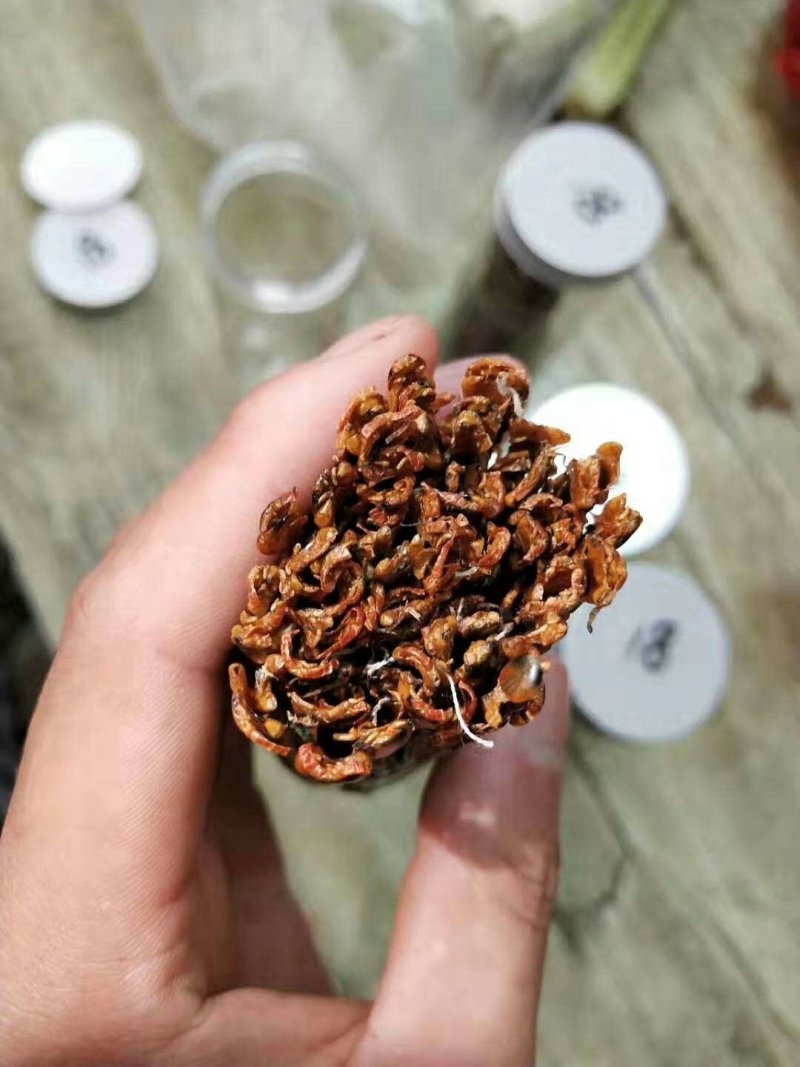 包邮包含量蜈蚣湖北红头蜈蚣无接条无断支