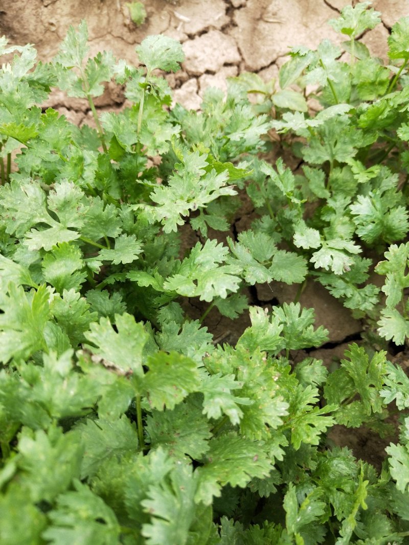 大叶铁杆青香菜。基地直发