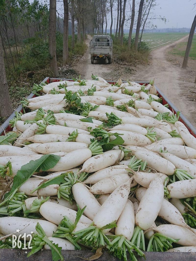 白萝卜1.0~1.8斤精品白萝卜万亩产地直发加工厂货