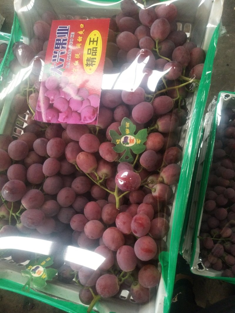 精品红提红地球