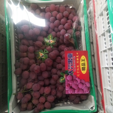 精品红提红地球
