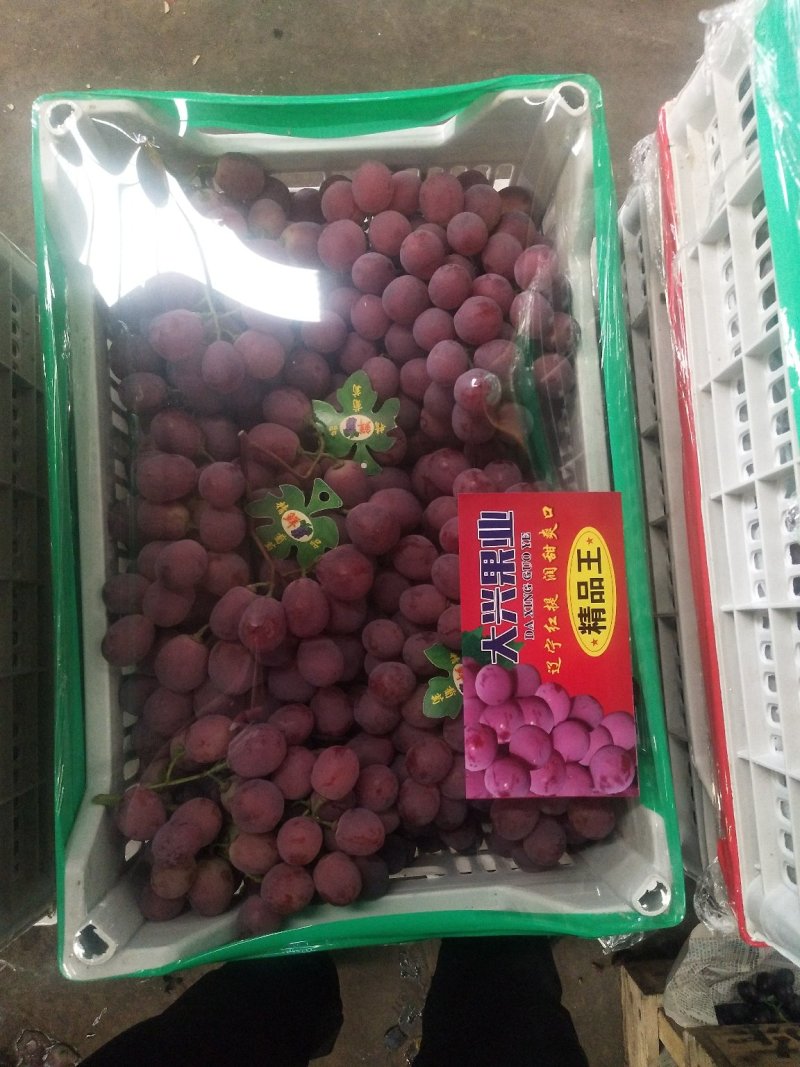精品红提红地球