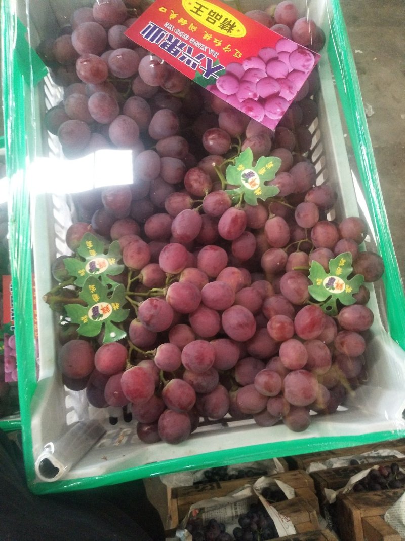 精品红提红地球