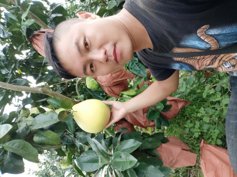 红心柚白心柚平和蜜柚！