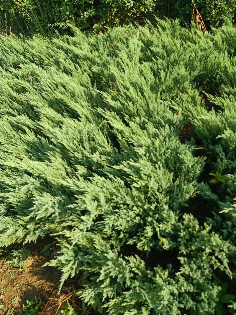 沙地柏