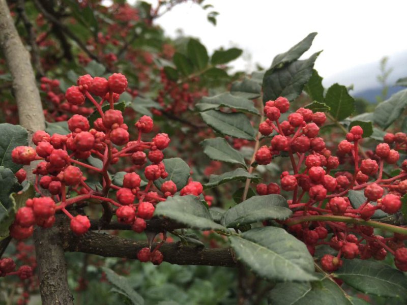 茂县大红袍花椒。正宗茂县六月椒